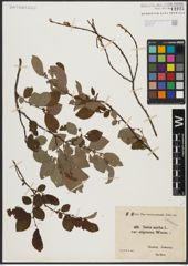Foto von Salix aurita L.